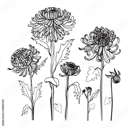 Картината върху платно Japanese chrysanthemum set