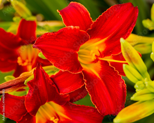 multiple red lilies blooming in the garden