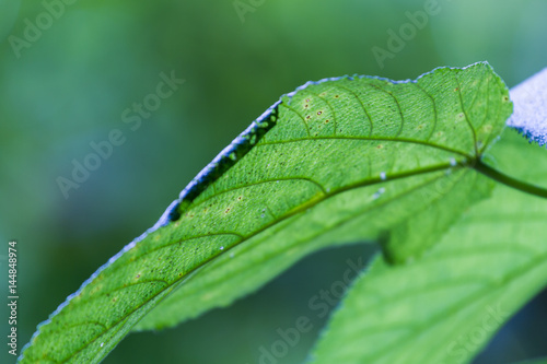 Leaf detail in the Amazon