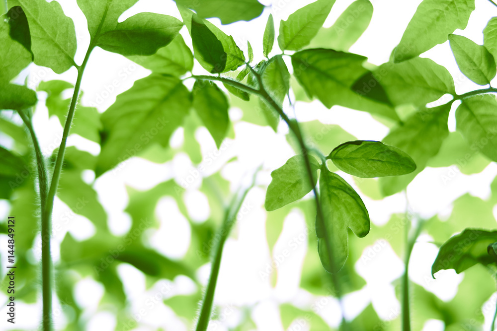 Seedlings of tomatoes on a white background. Seedlings of tomatoes on a white background.