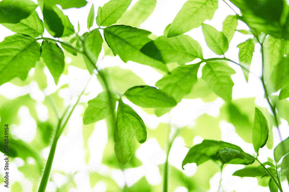 Seedlings of tomatoes on a white background. Seedlings of tomatoes on a white background.