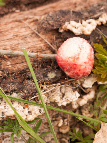 Red Ripe Oak Apple On Forest Floor with Green Leaves and Grass and Bark