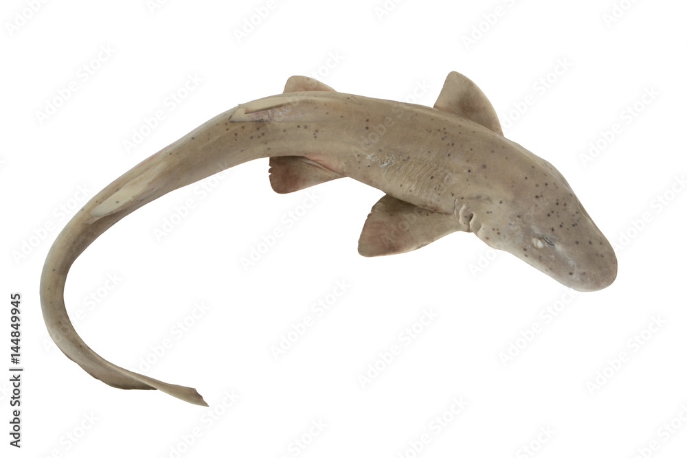 Obraz premium Shark fish isolated on white background