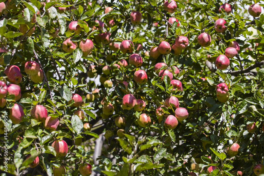 Red apple on tree branch . Himalayas, Nepal