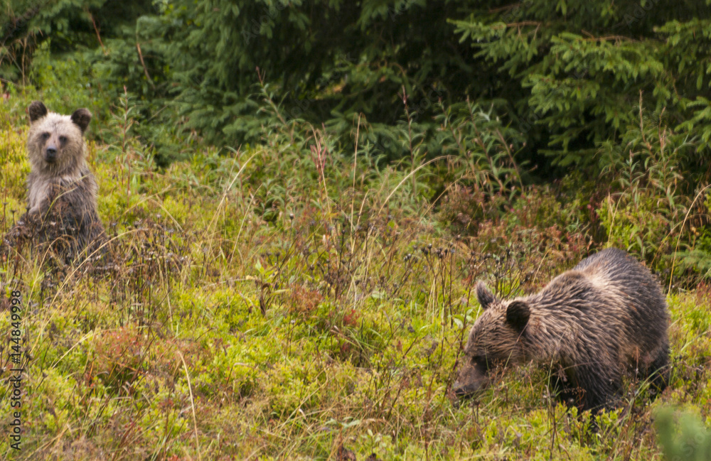 Naklejka premium Brown bear in the natural environment in the Western Tatra mountains. Poland