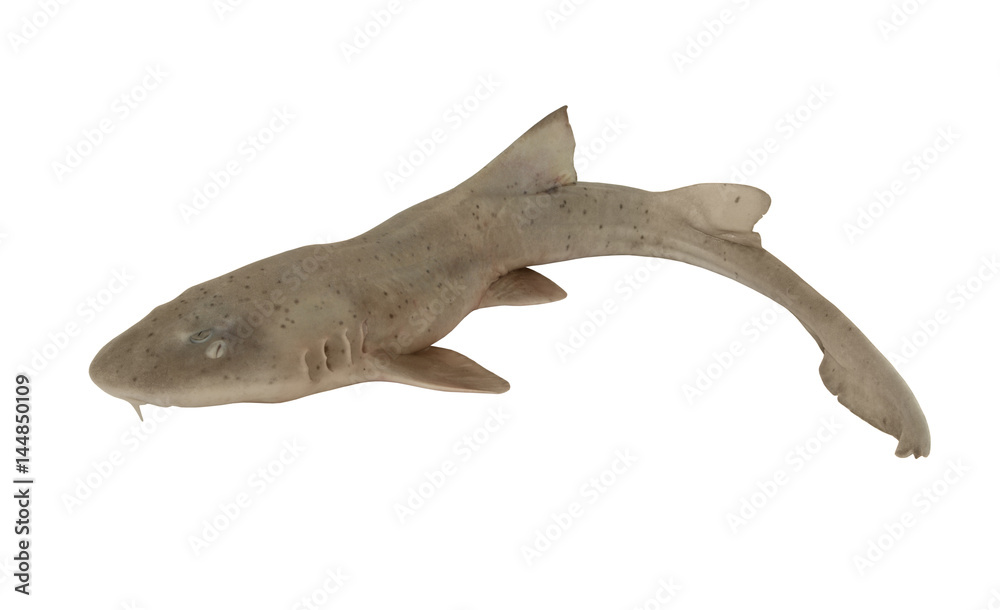 Fototapeta premium Shark fish isolated on white background