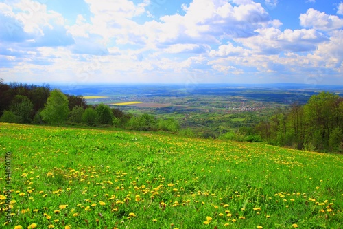Green meadow with flowers in spring