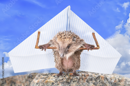 Funny hedgehog learns to fly photo