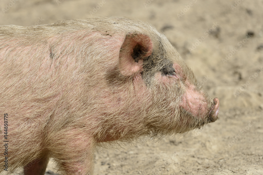 Profile portrait pink piglet (Sus) seen from profile Profile portrait pink piglet (Sus) seen from profile