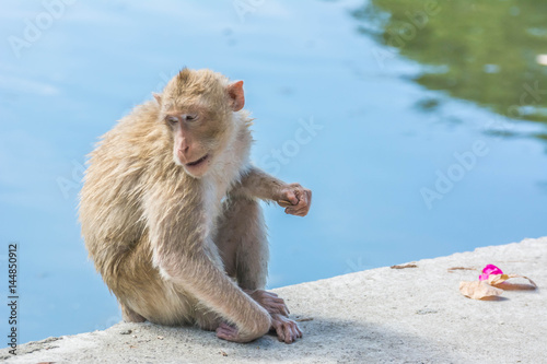 Monkey close-up