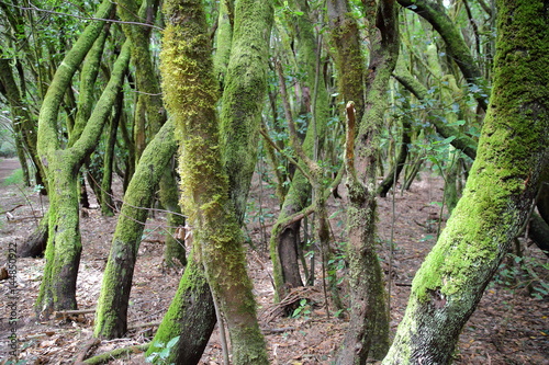 GARAJONAY NATIONAL PARK, LA GOMERA, SPAIN: Laurel forest and its tangle of moss covered trunks and branches