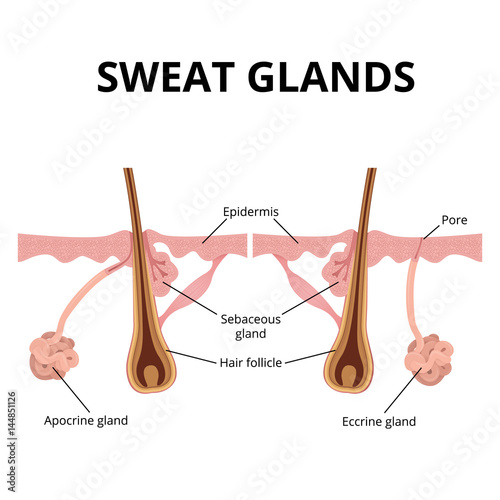 sweat and sebaceous gland photo