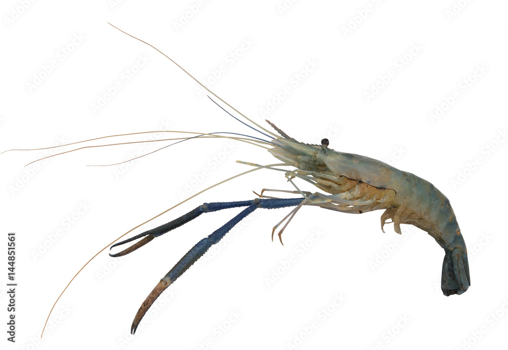 Shrimp isolated on white background Shrimp isolated on white background