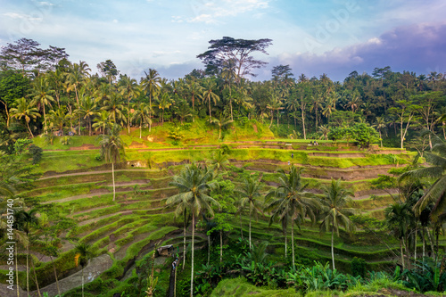 Obraz na plátně Tegallalang Rice Terraces in Ubud, Bali, Indonesia