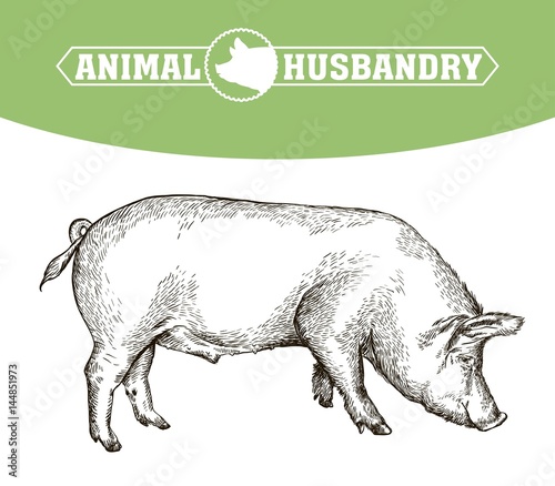 sketch of pig drawn by hand. livestock