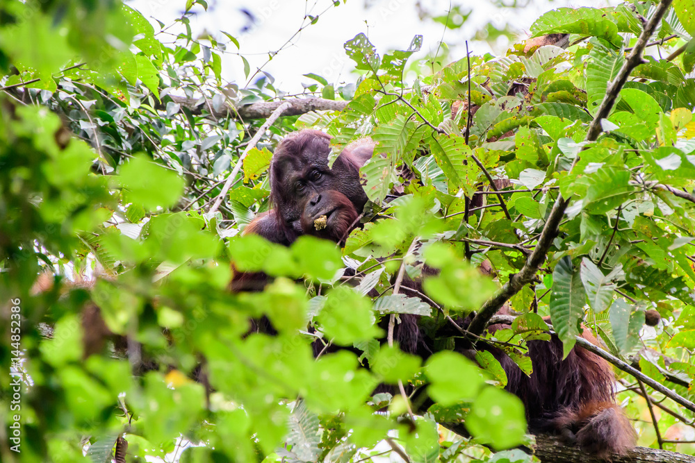 Male Flange Orangutan peeping through the leaves