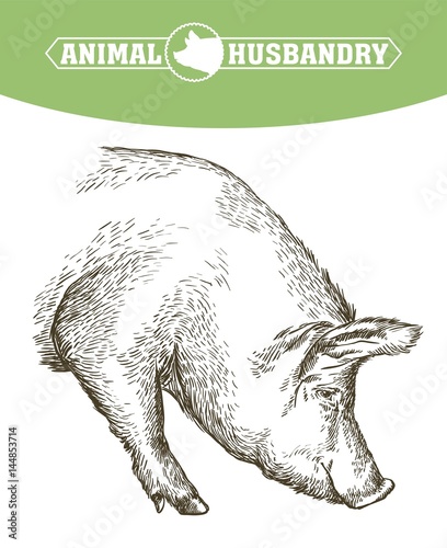 sketch of pig drawn by hand. livestock
