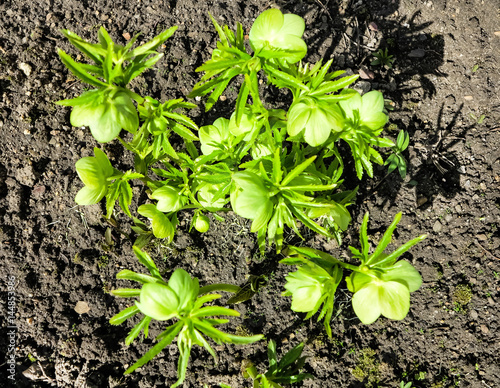 Die Grüne Nieswurz (Helleborus viridis) im Frühjahr photo