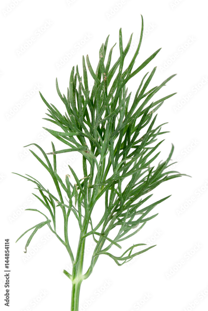 Fresh green dill isolated on white background Fresh green dill isolated on white background