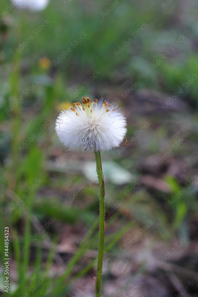 One Gentle Dandelion. Plants. Spring. One Gentle Dandelion. Plants. Spring.