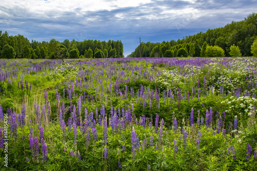 Fototapeta Naklejka Na Ścianę i Meble -  Поле с фиолетовыми цветами