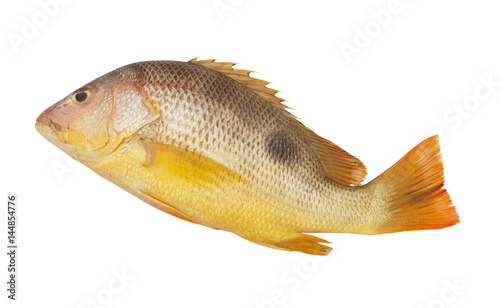 One-spot snapper fish, Lutjanus monostigma