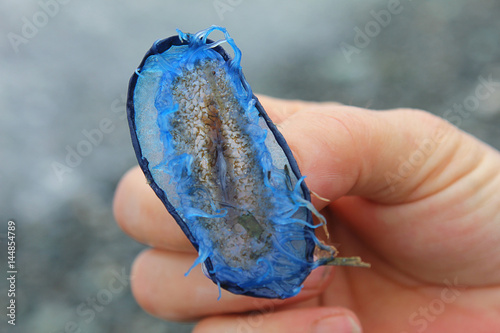 hand with a Carol's Cornwall hydroids photo