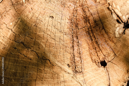 Oak texture on the cut. Natural background