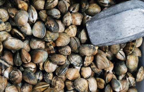 Φωτογραφία fresh clams background