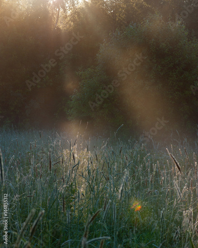 The grass in the glade of a forest in the sunlight
