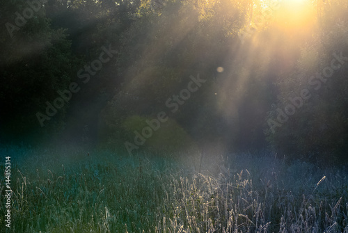 The beauty of nature. Sunlight clearing in the woods