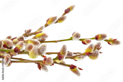 Fototapeta Naklejka Na Ścianę i Meble -  Flowering willow branch isolated on white background.