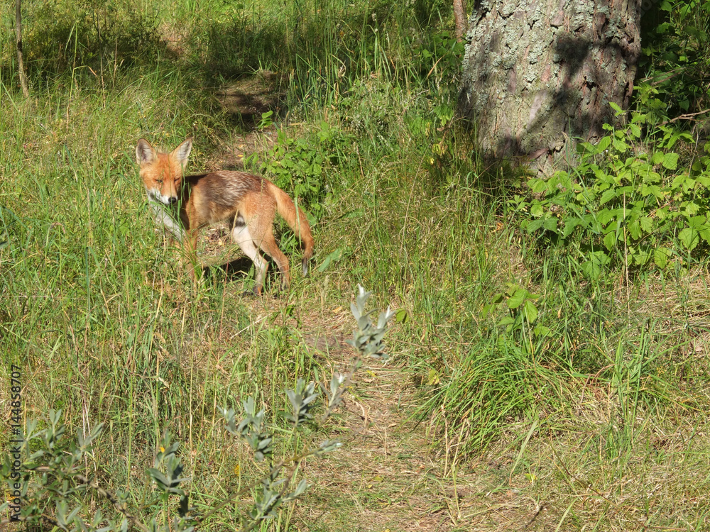 Obraz premium The young red fox in the summer forest in Curonian Spit, Russia.