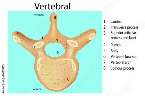 Anatomy of the vertebral column. Vertebra