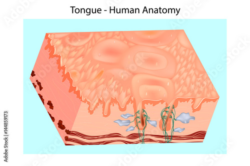 Human tongue structure cartoon photo