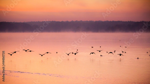 Morning fog above lake and flying birds.