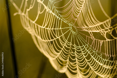 Spider's web on morning rays with water drops.