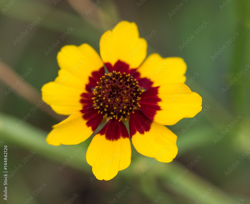Closeup coreopsis tinctoria Nutt in red and yellow colors Closeup coreopsis tinctoria Nutt in red and yellow colors