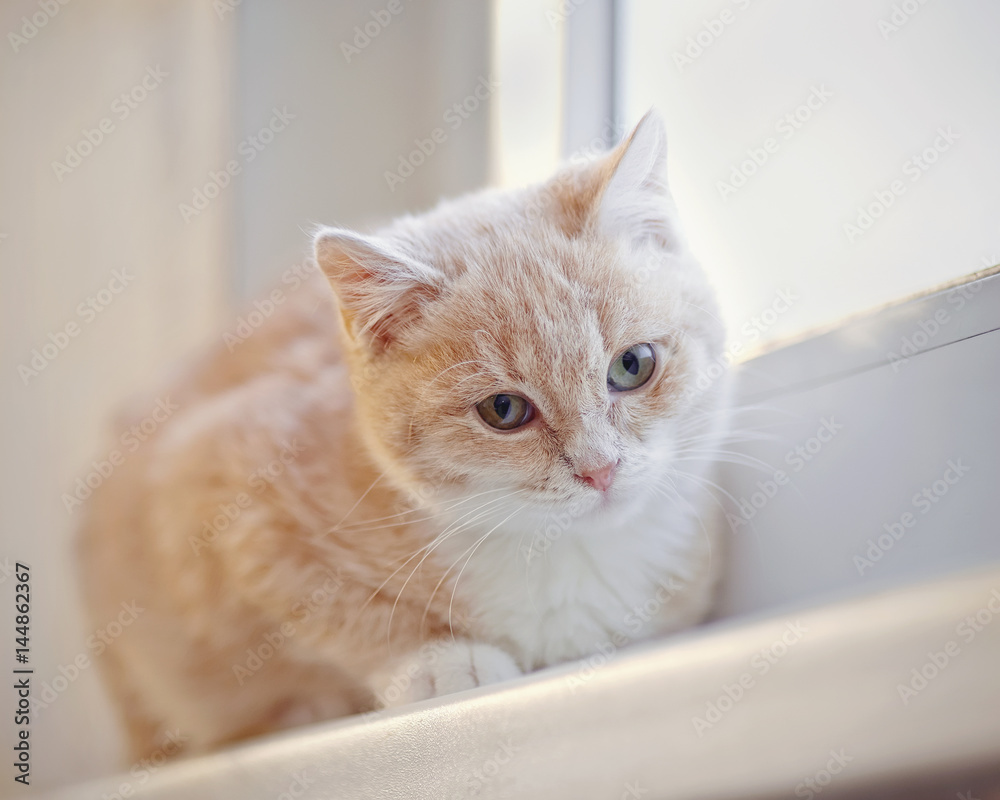 Light-red kitten on the windowsill