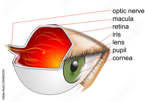 anatomy of eye