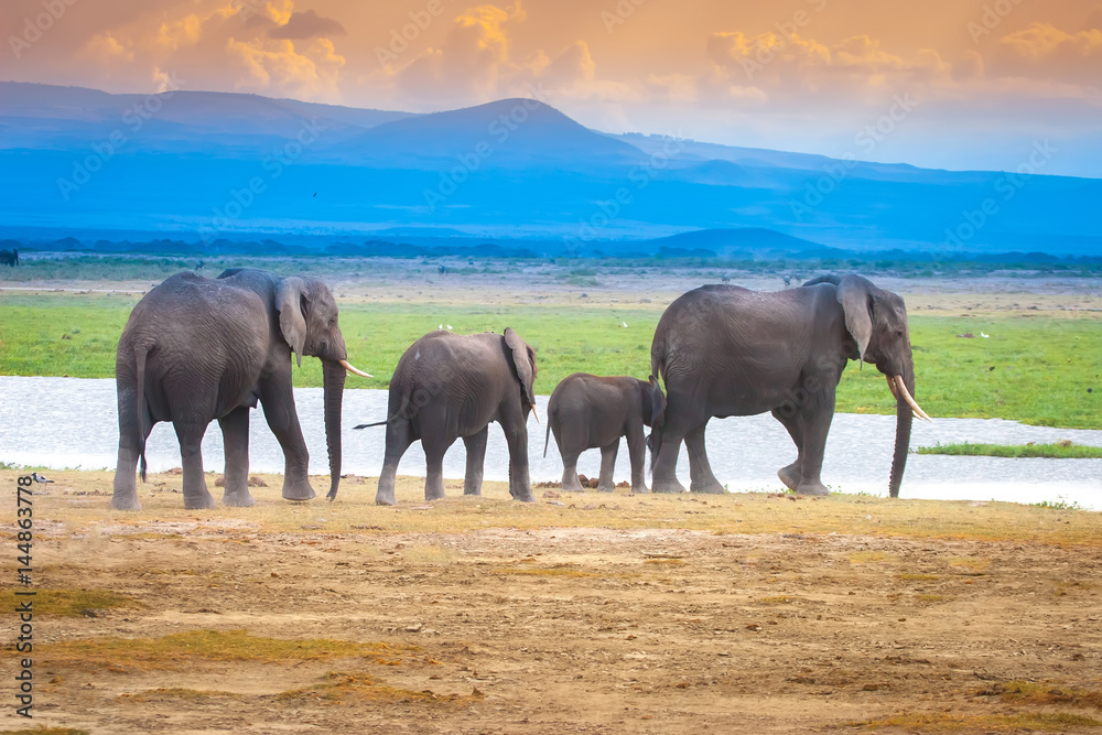 Fototapeta premium Silhouette of African Elephants at Sunset
