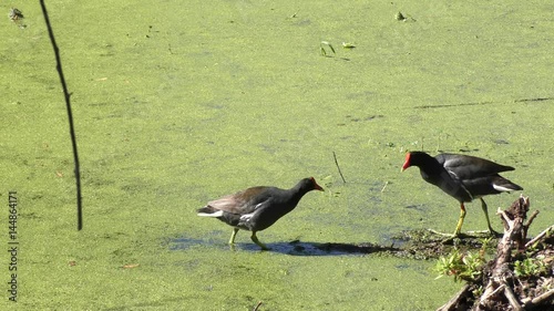 pair of Common Gallinules in Florida swamp photo