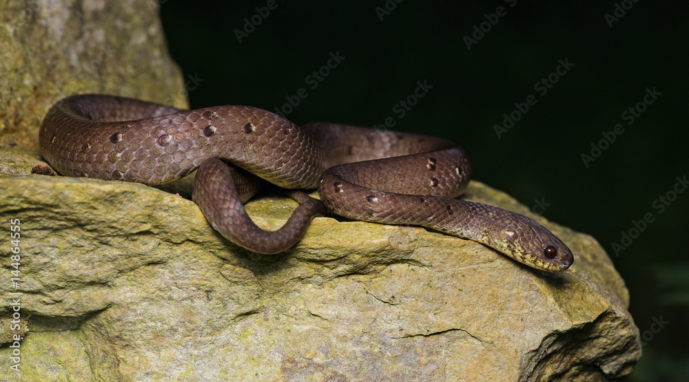Naklejka premium Beautiful brown snake on rocks, Pareas