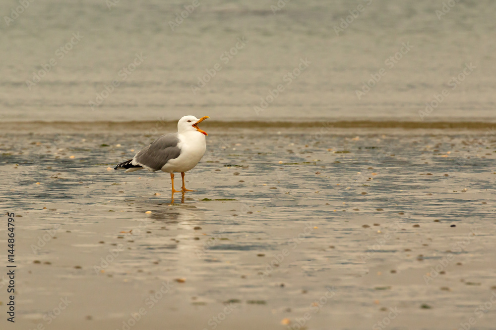 Seagull perched by the sea Seagull perched by the sea