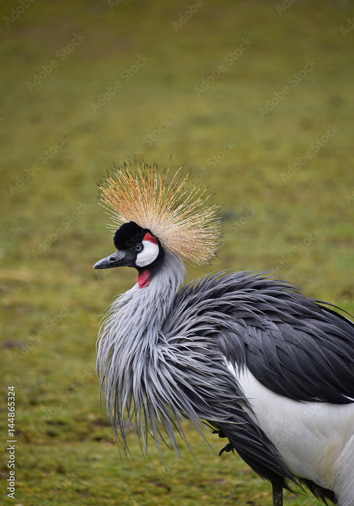 Fototapeta premium Close up pf black crowned crane over green