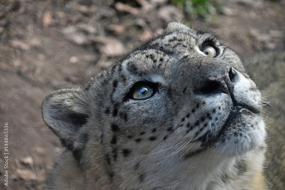 Close up portrait of snow leopard