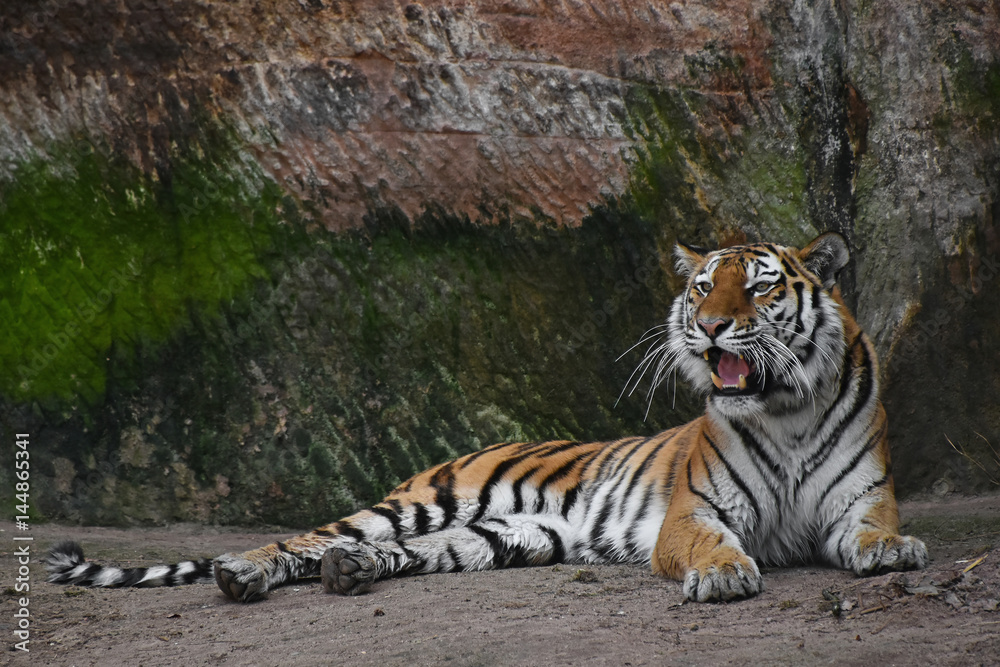 Siberian tiger roars on stone rock Siberian tiger roars on stone rock