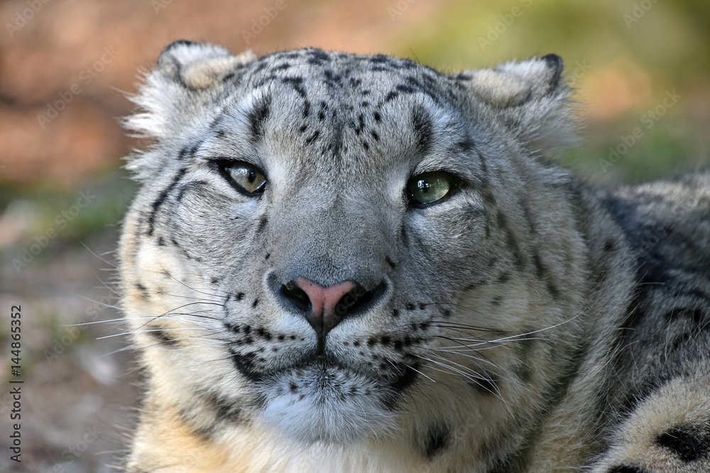 Close up portrait of snow leopard Close up portrait of snow leopard