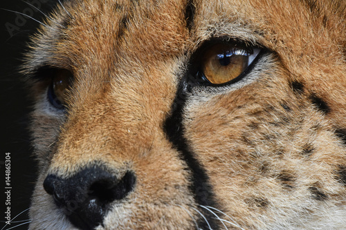 Extreme close up portrait of cheetah