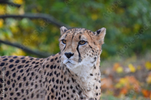 Close up portrait of cheetah